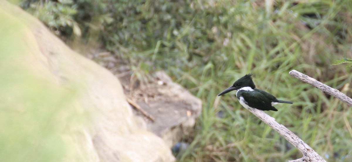 Martin-pêcheur d'Amazonie - ML613248538