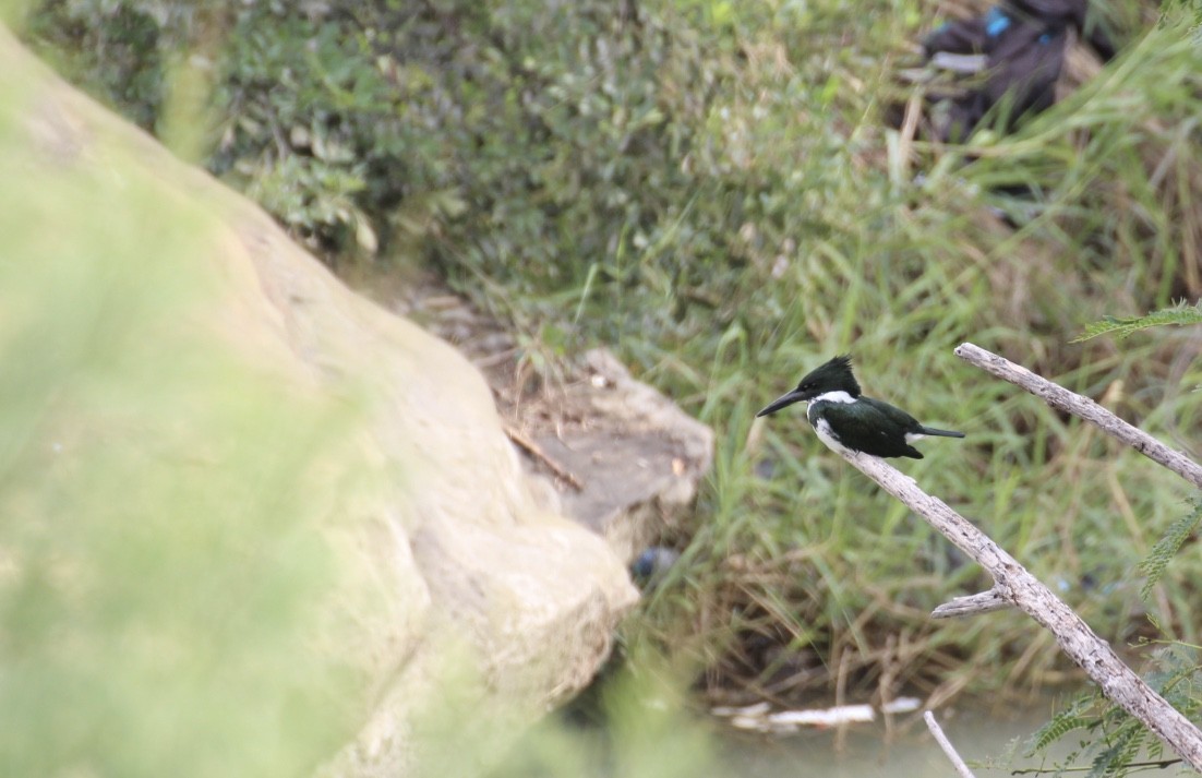 Amazon Kingfisher - ML613248547