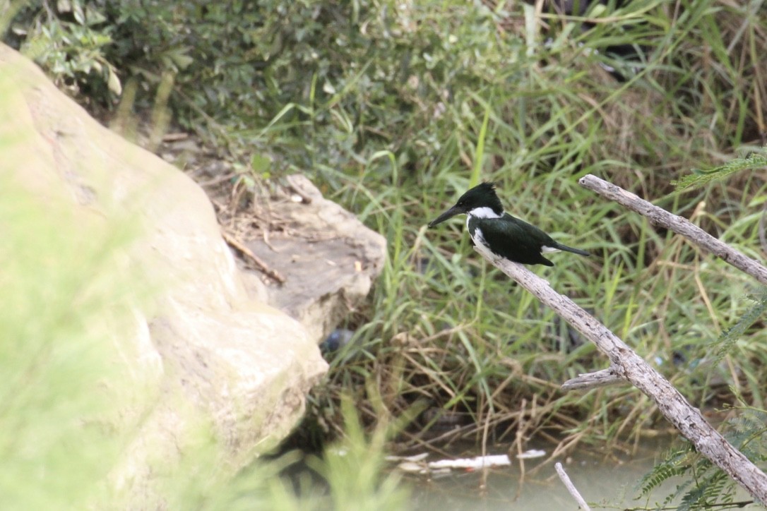 Amazon Kingfisher - ML613248554