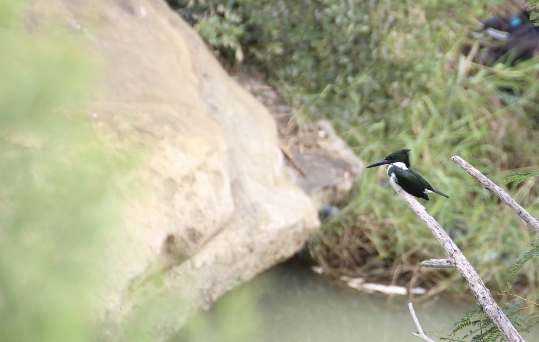 Martin-pêcheur d'Amazonie - ML613248557