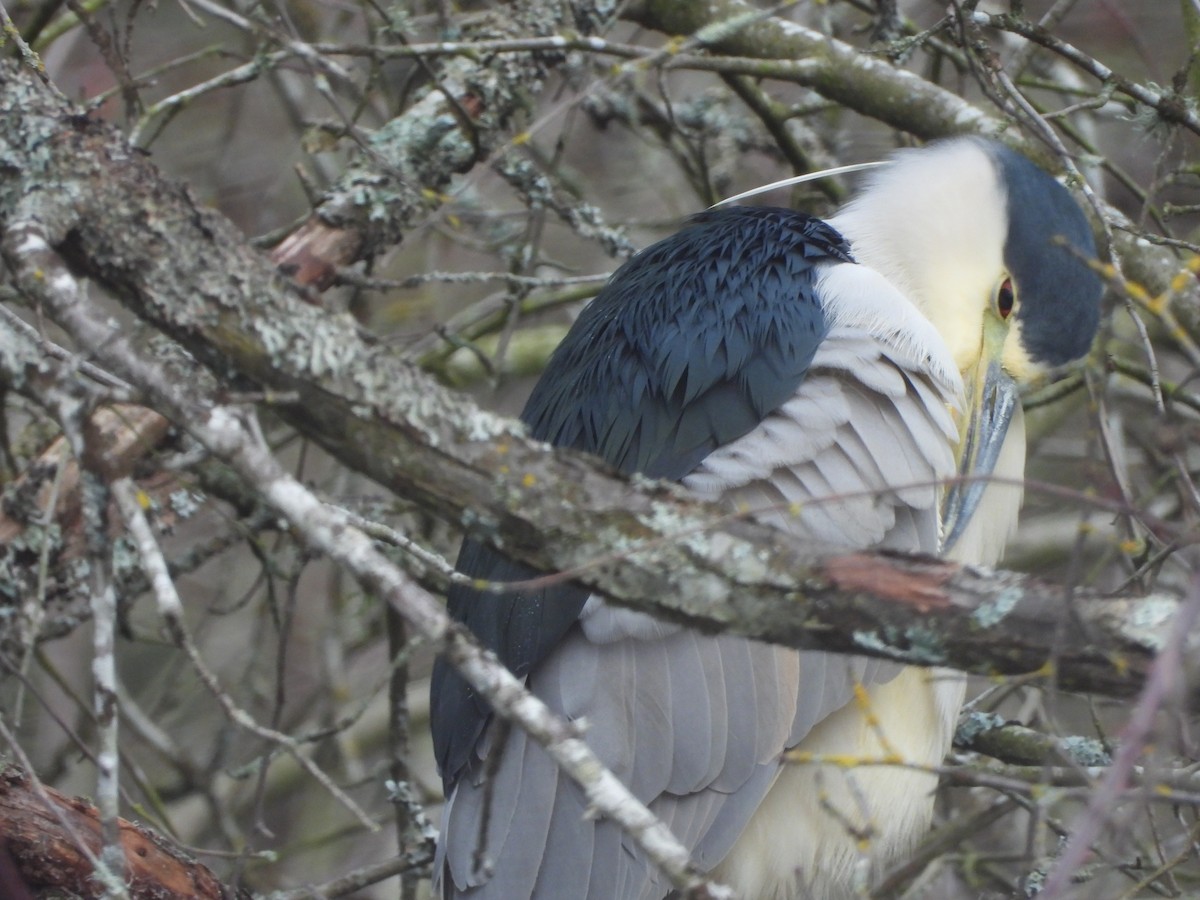 Black-crowned Night Heron - ML613248579