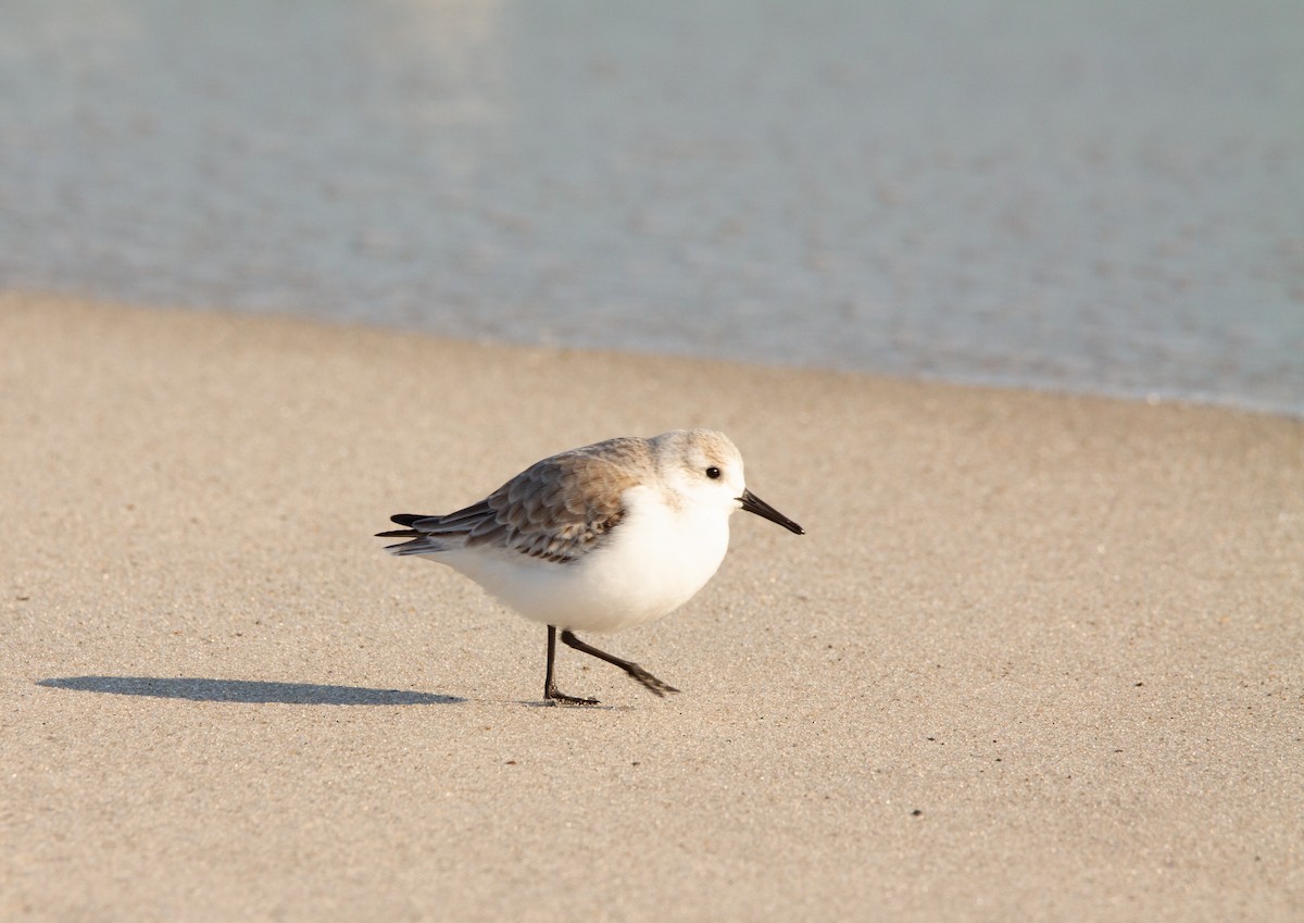 Bécasseau sanderling - ML613248630