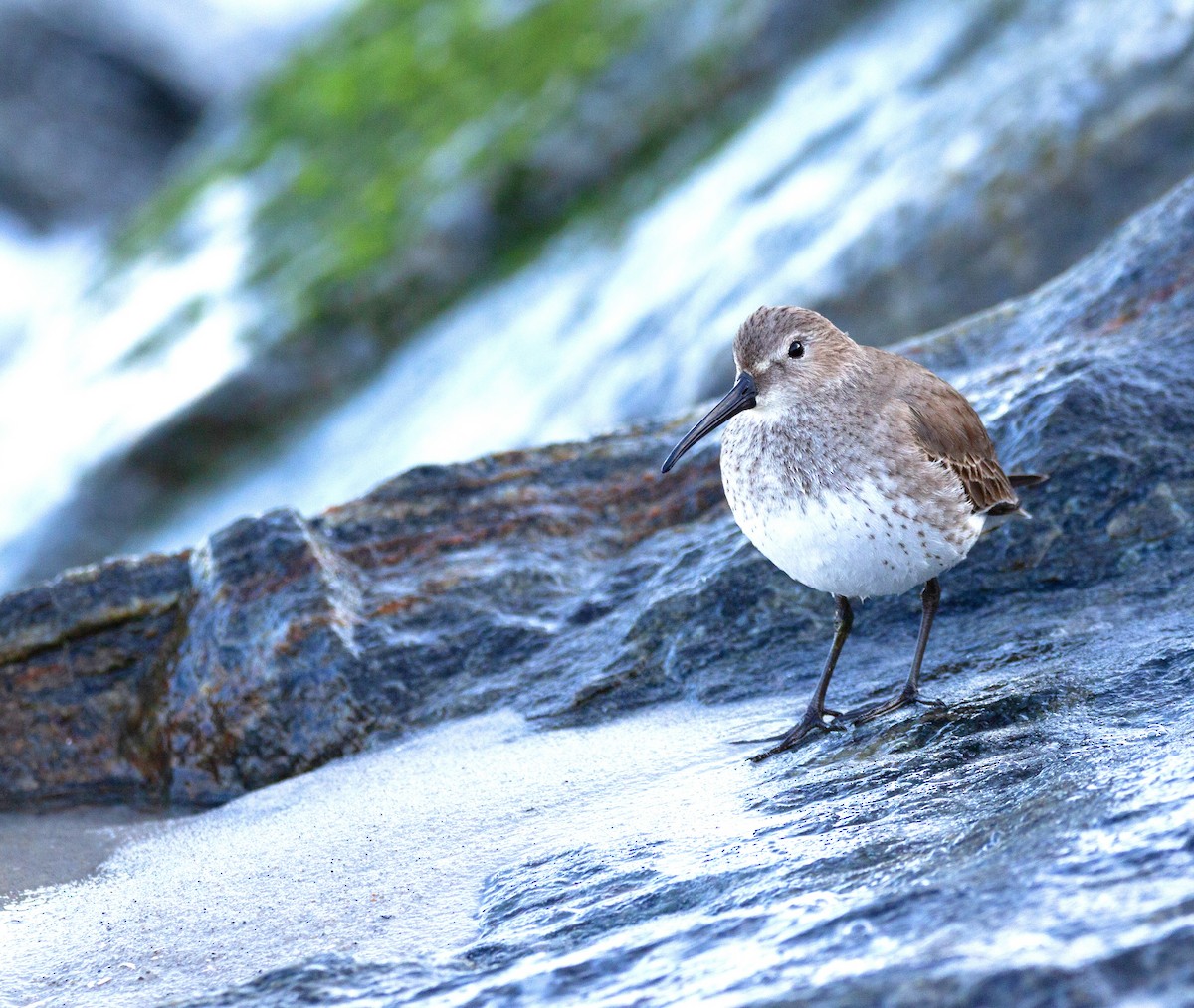 Dunlin - Marcus Melendez