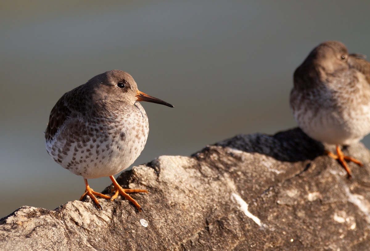 Purple Sandpiper - ML613248660