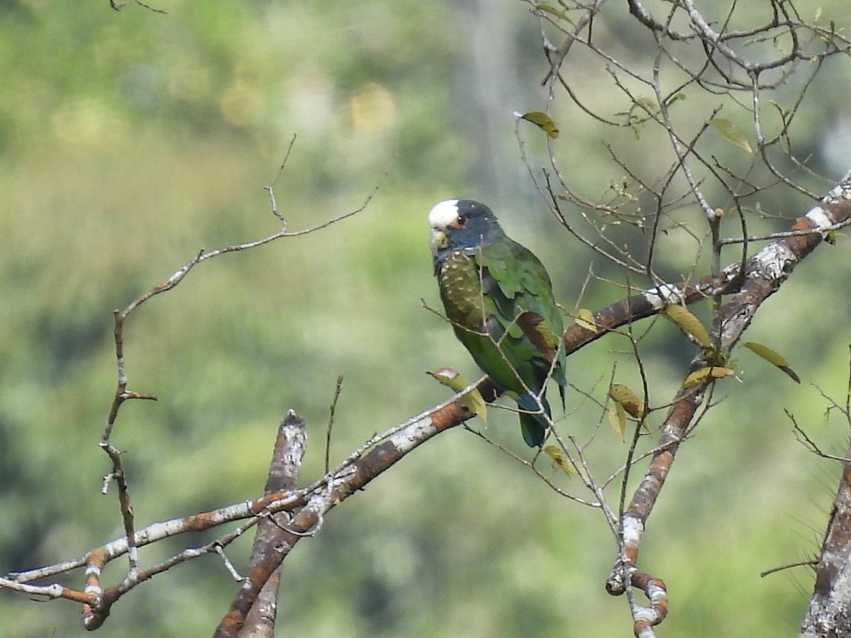 White-crowned Parrot - Margaret Mackenzie