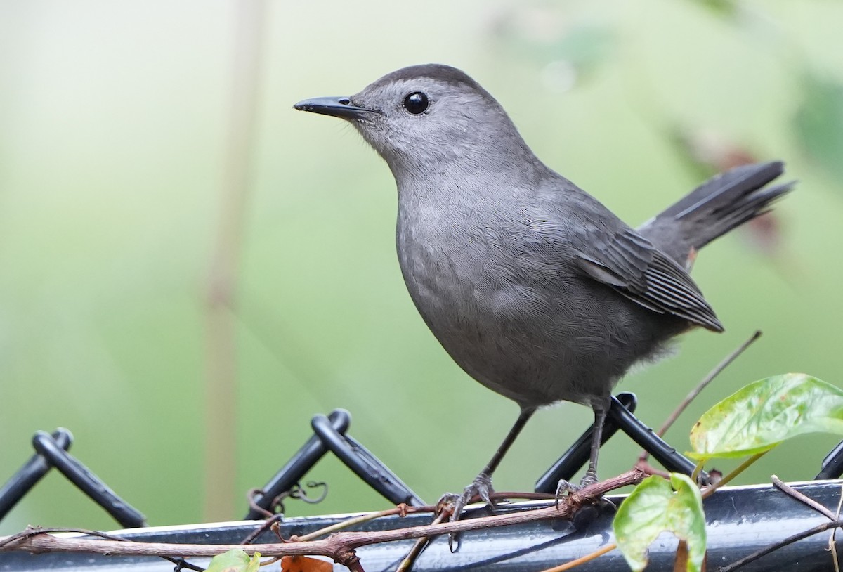 Gray Catbird - Dave Bowman