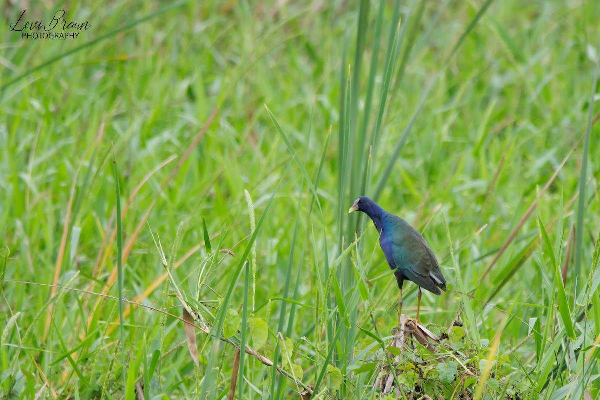 Purple Gallinule - ML613248711