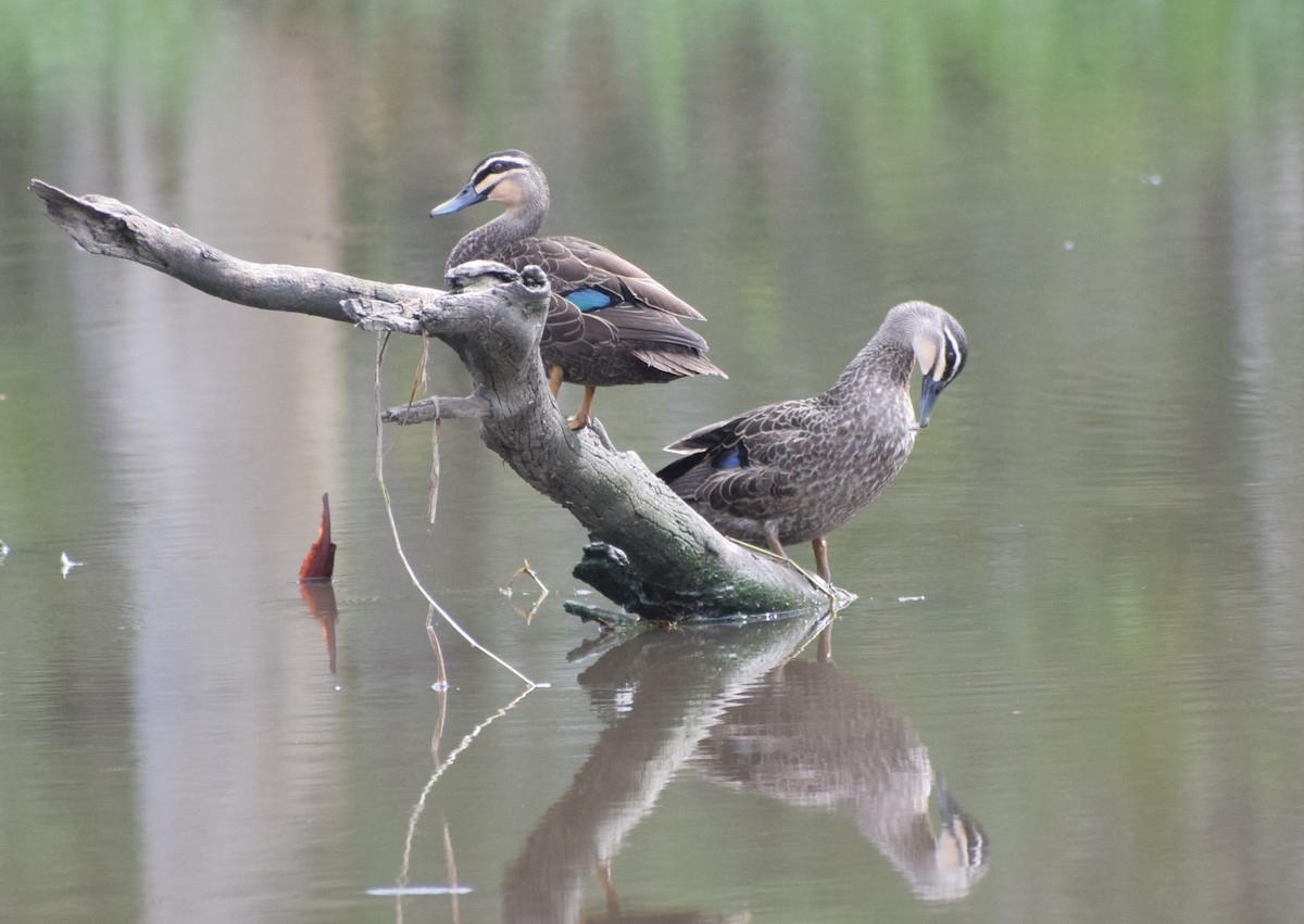 Pacific Black Duck - ML613248724