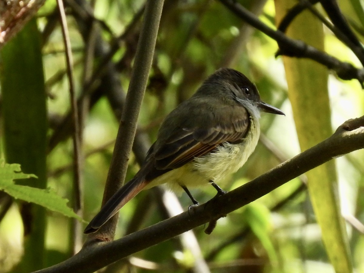 Dusky-capped Flycatcher - Margaret Mackenzie