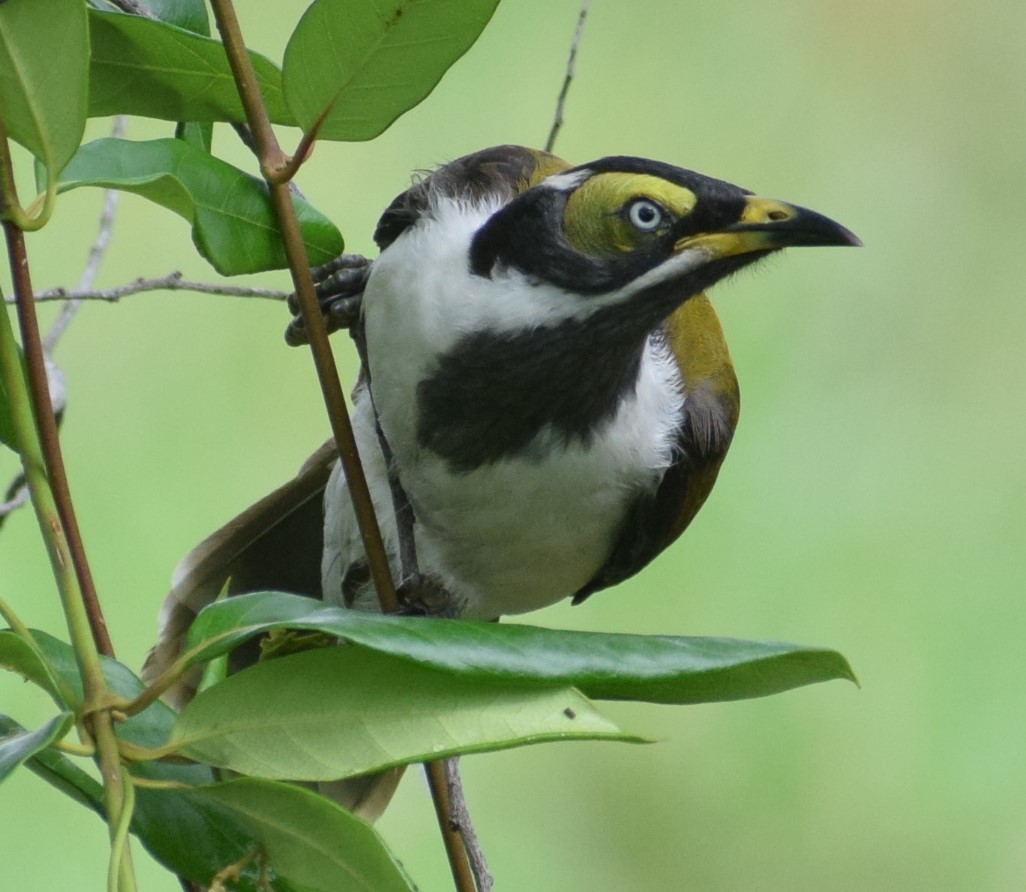 Blue-faced Honeyeater - ML613248737
