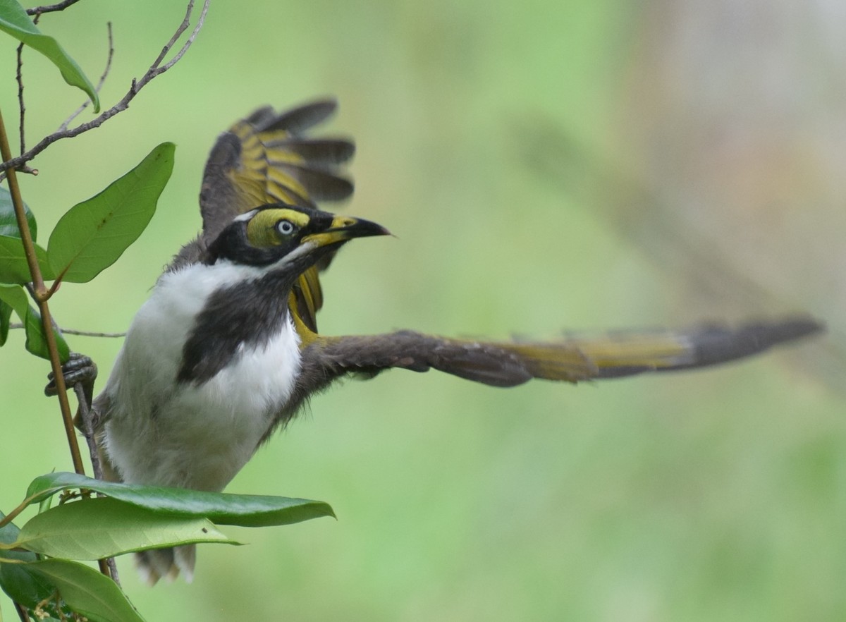 Blue-faced Honeyeater - ML613248738