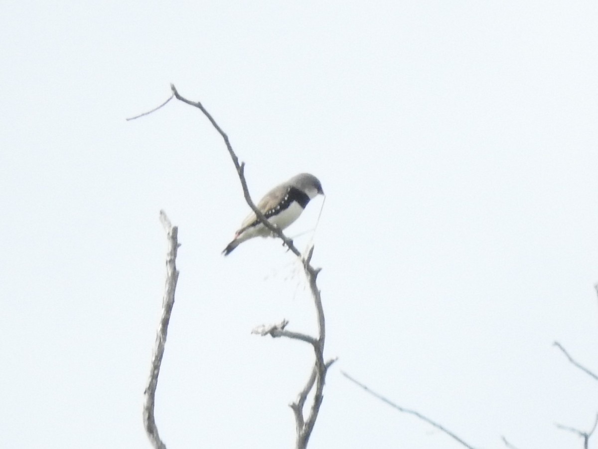 Diamond Firetail - ML613248766