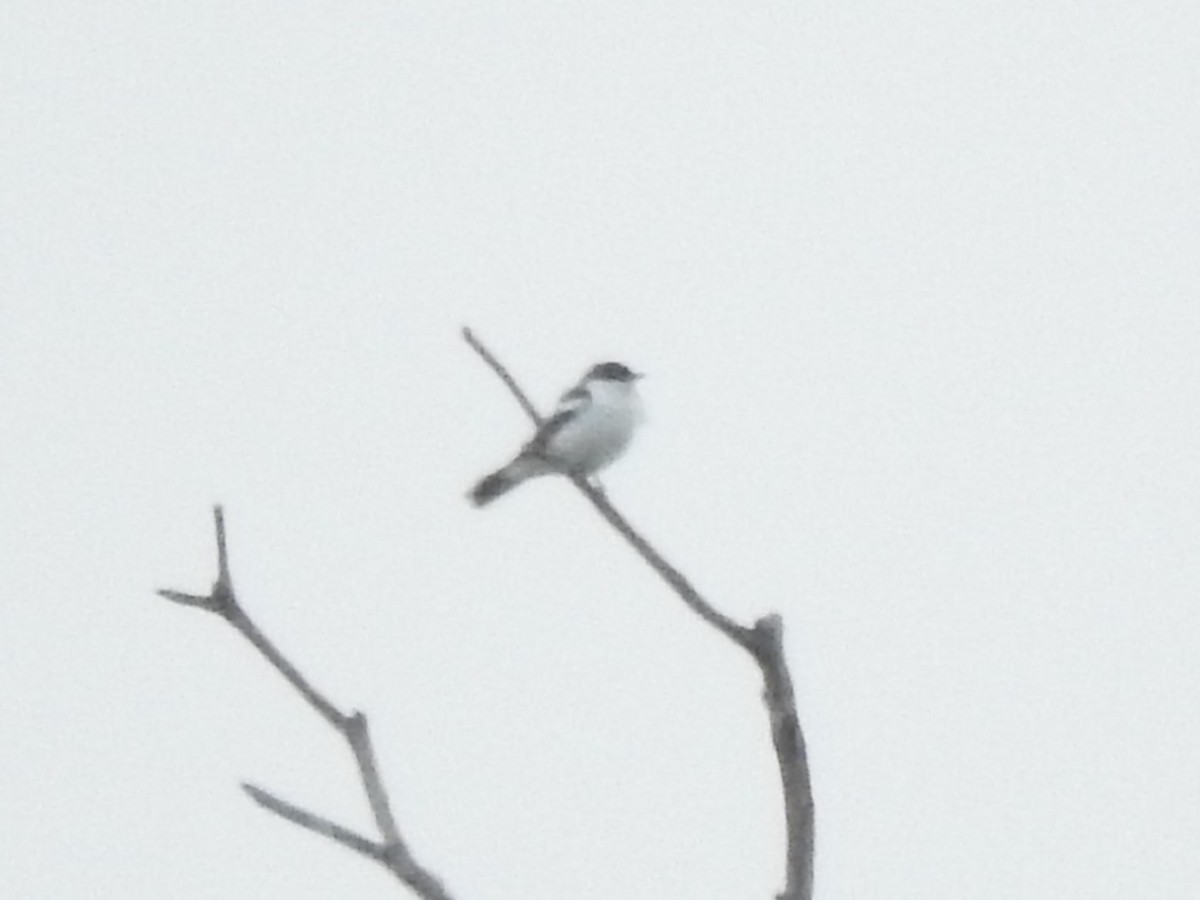 White-winged Triller - ML613248782