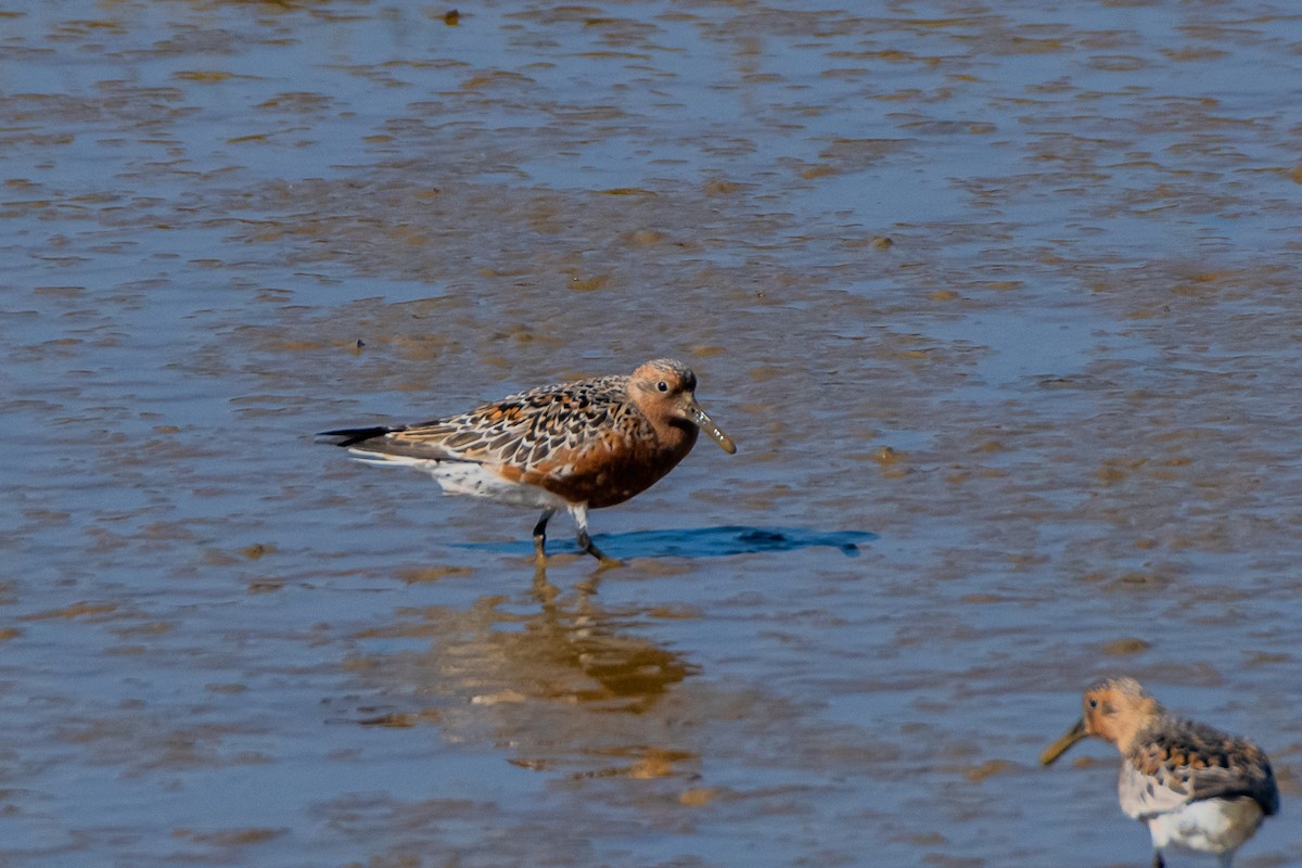 Red Knot - ML613248788