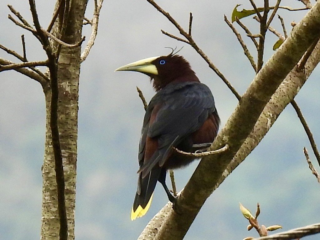 Chestnut-headed Oropendola - Margaret Mackenzie