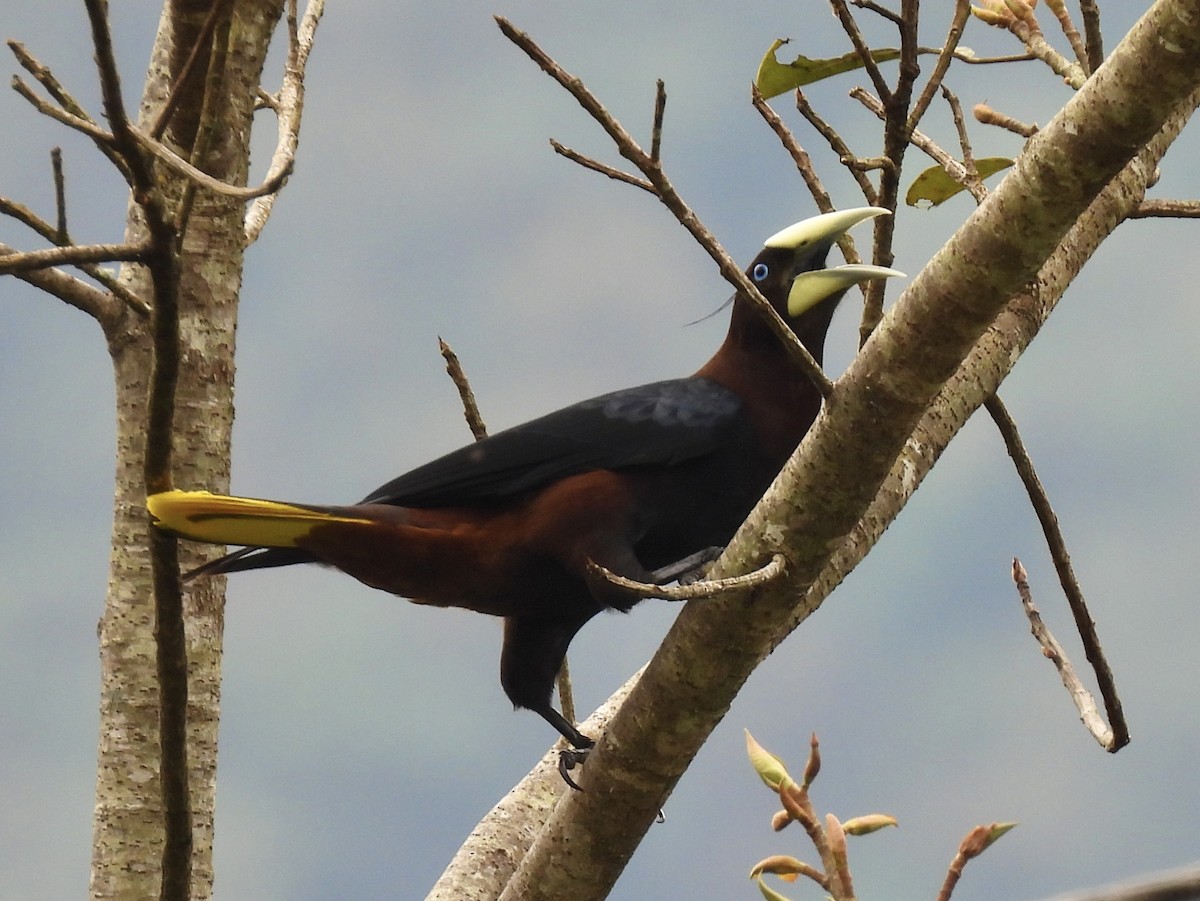 Chestnut-headed Oropendola - ML613248813