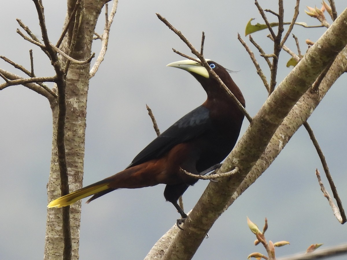 Chestnut-headed Oropendola - ML613248815