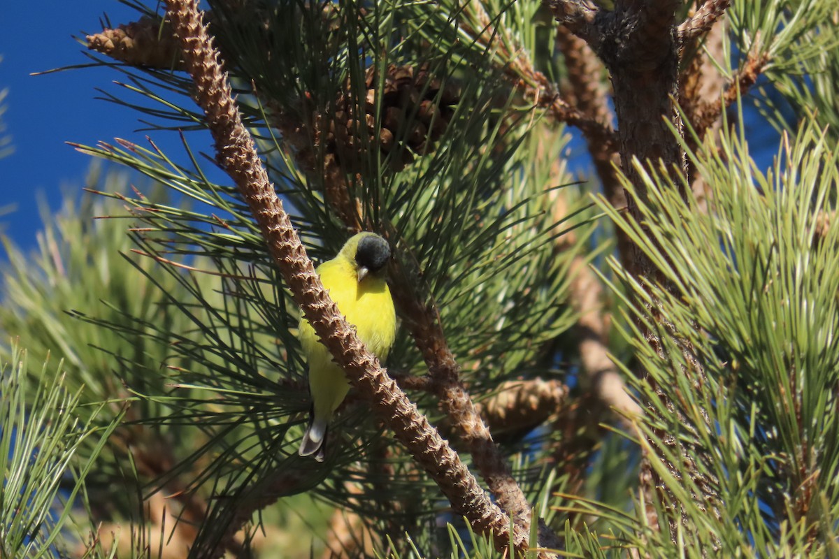 American Goldfinch - ML613248828