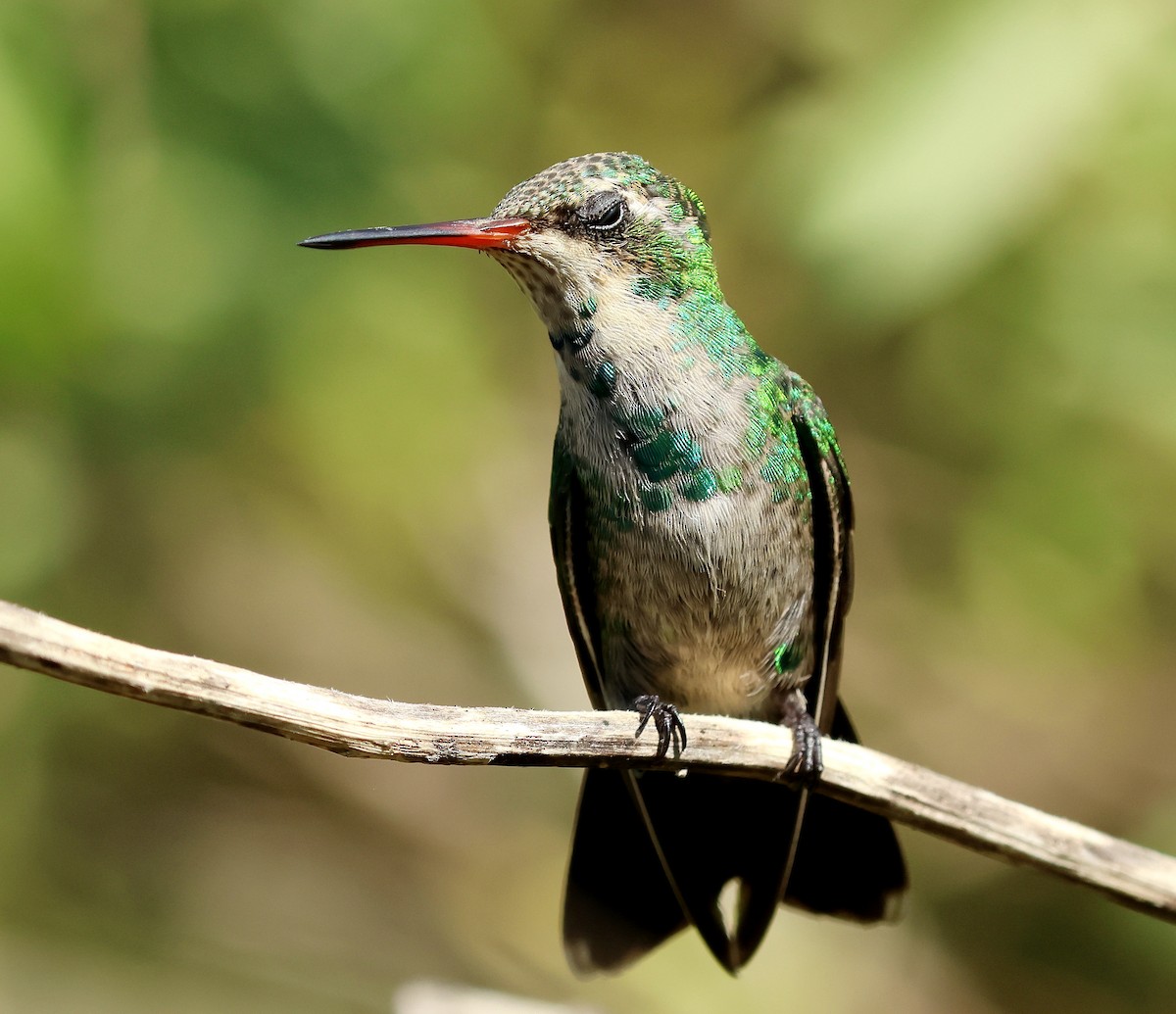 kolibřík lesklobřichý - ML613248839