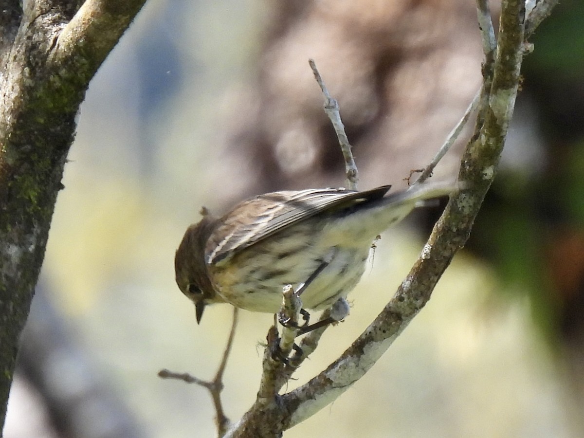 Yellow-rumped Warbler (Myrtle) - Margaret Mackenzie