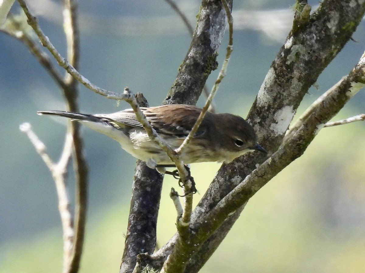 Пісняр-лісовик жовтогузий (підвид coronata) - ML613248843