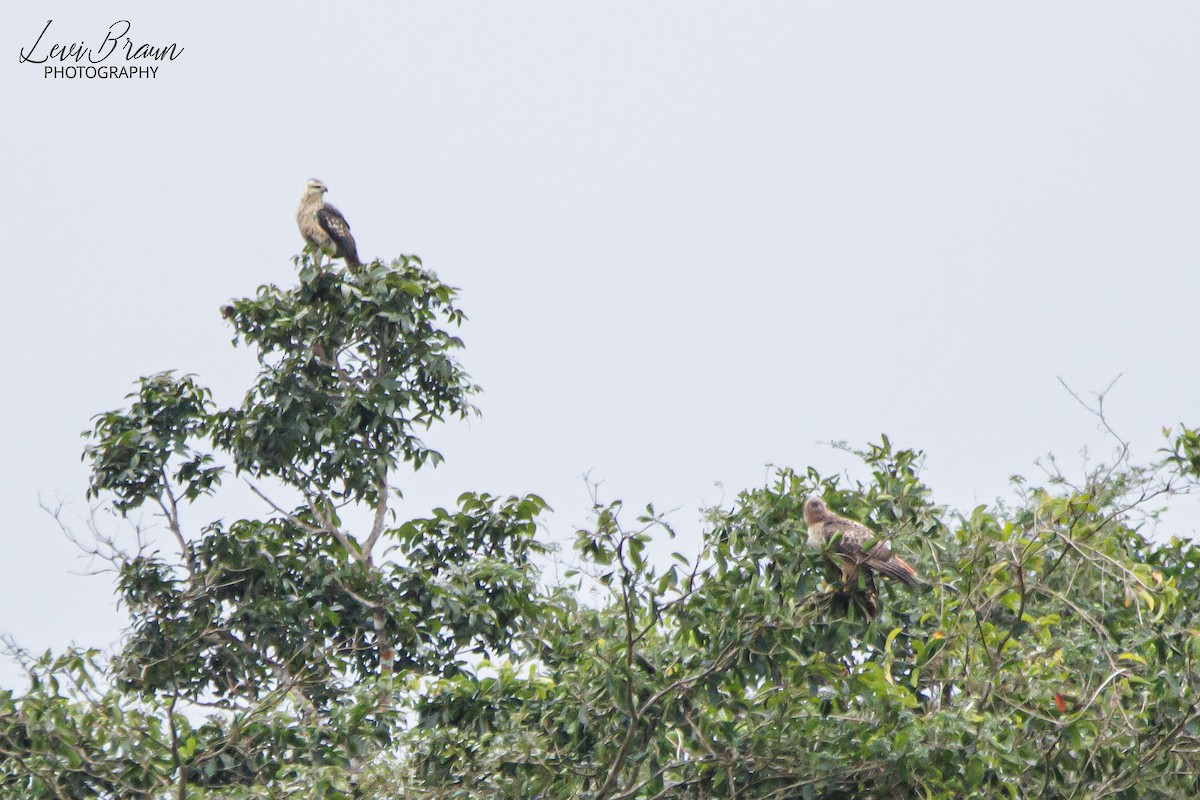 Great Black Hawk - ML613248865