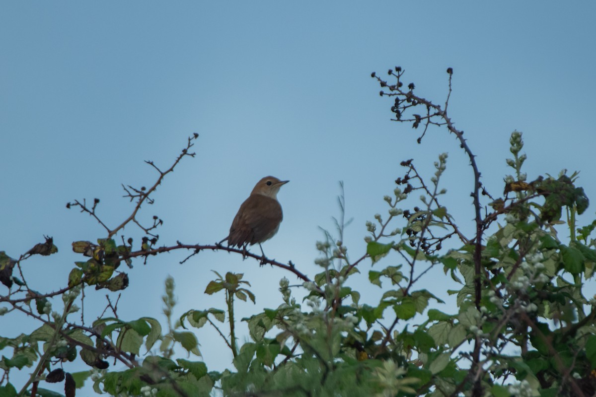 Common Nightingale - Dominic More O’Ferrall