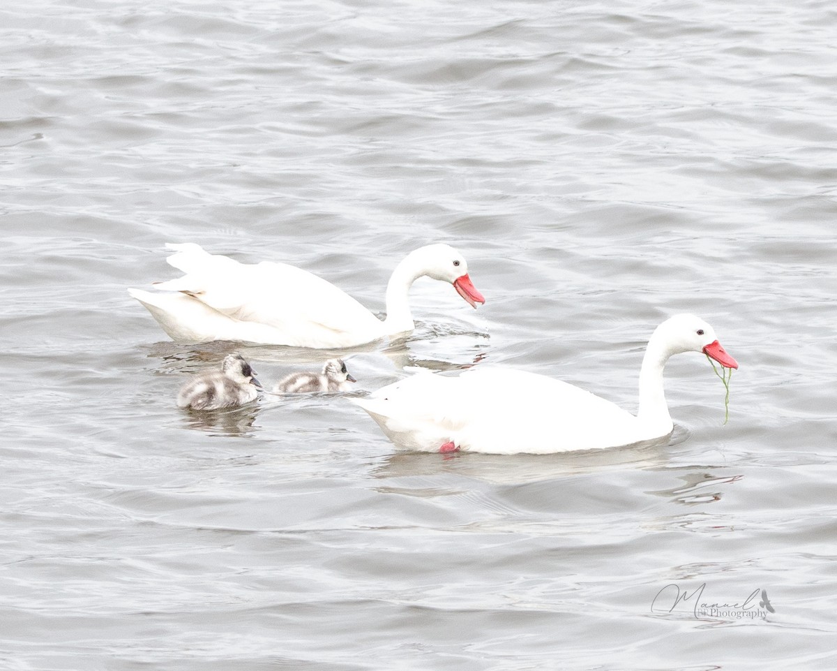 Coscoroba Swan - Manuel Pinochet Rojas