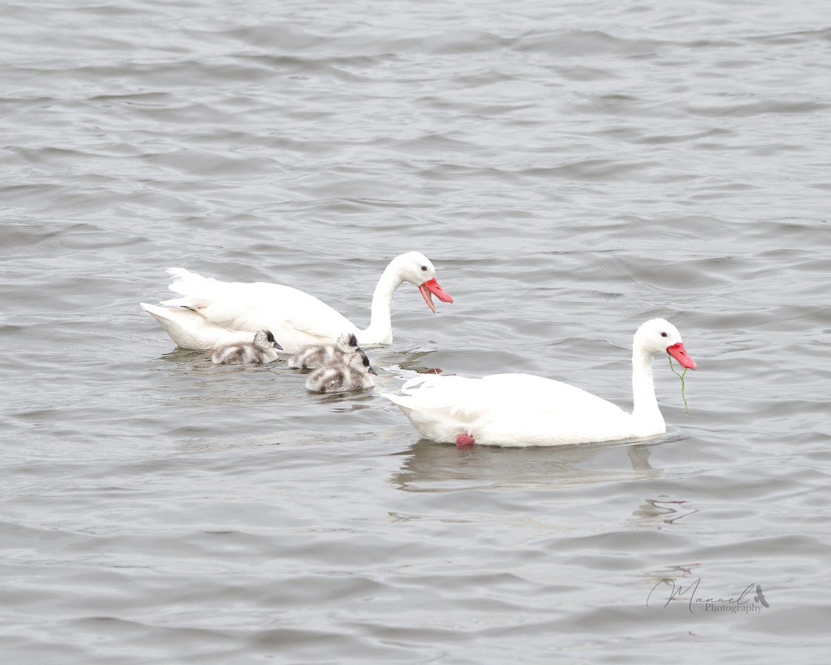 Coscoroba Swan - Manuel Pinochet Rojas