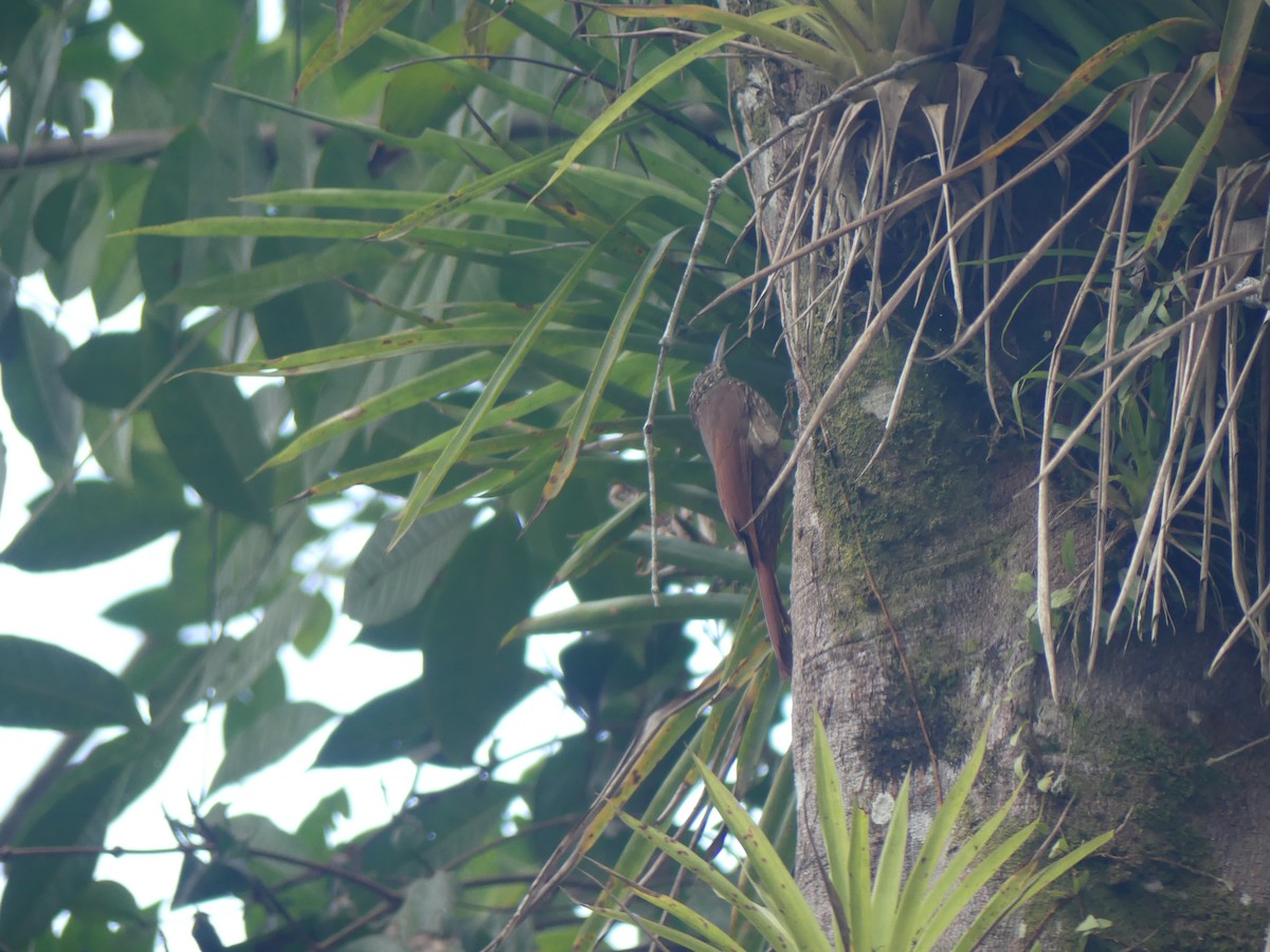 Streak-headed Woodcreeper - ML613248932