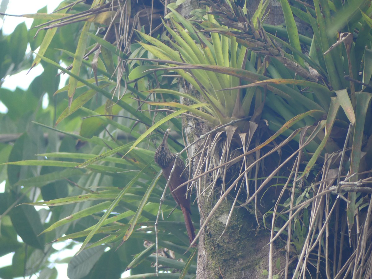 Streak-headed Woodcreeper - ML613248994