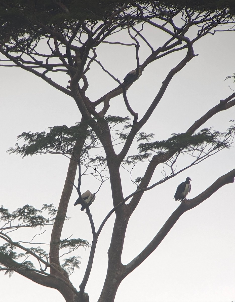 King Vulture - ML613249007