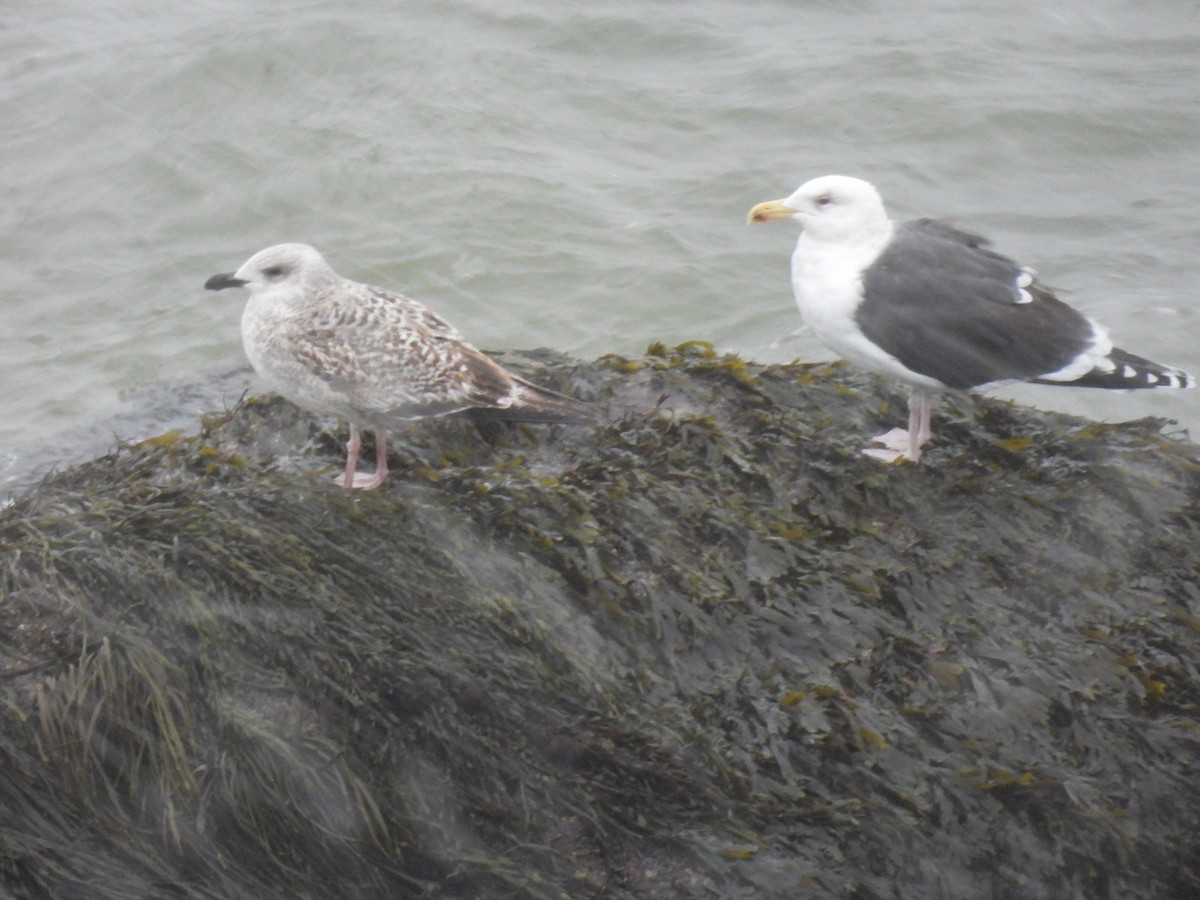 Great Black-backed Gull - Lisa Schibley