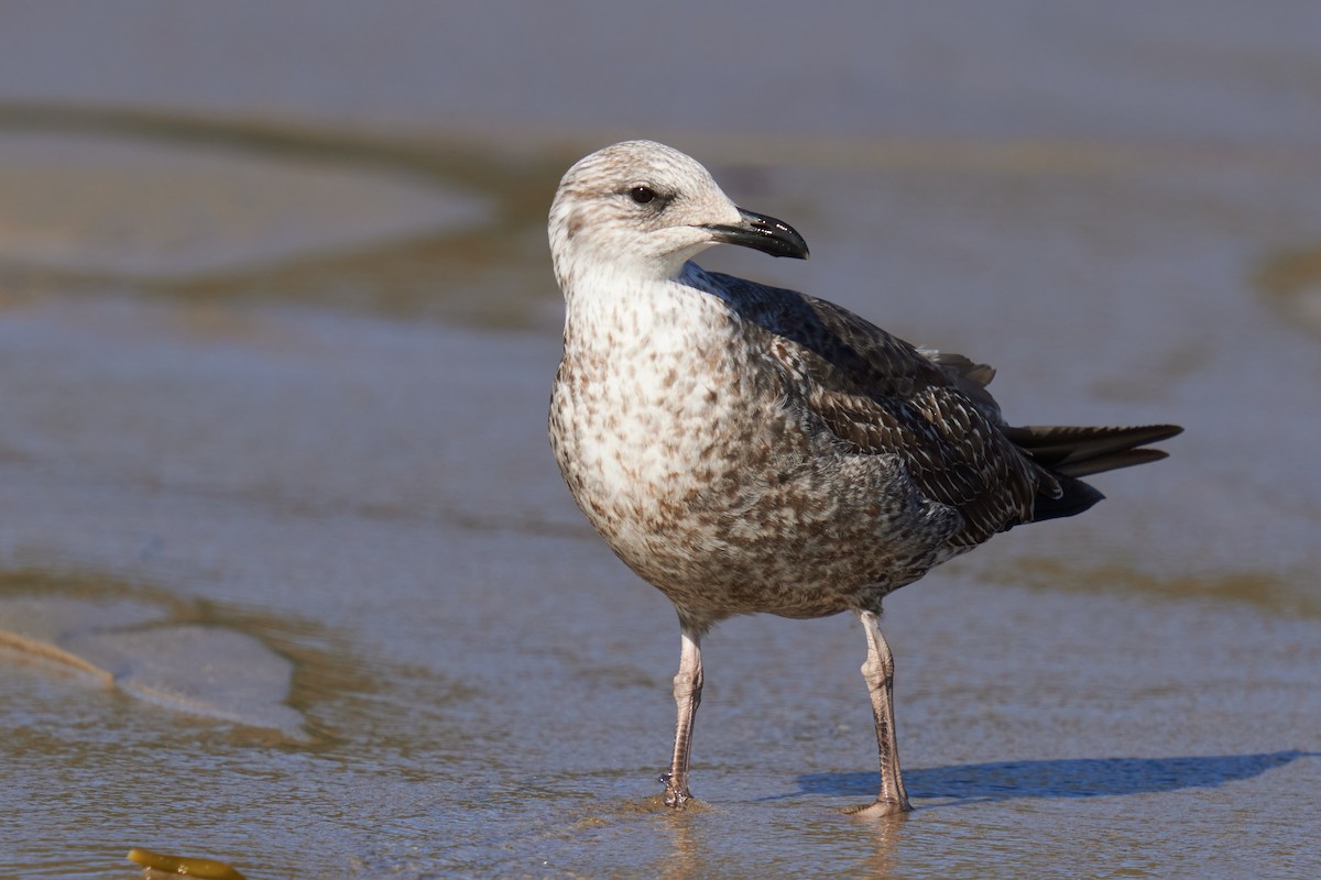 Lesser Black-backed Gull - Grigory Heaton