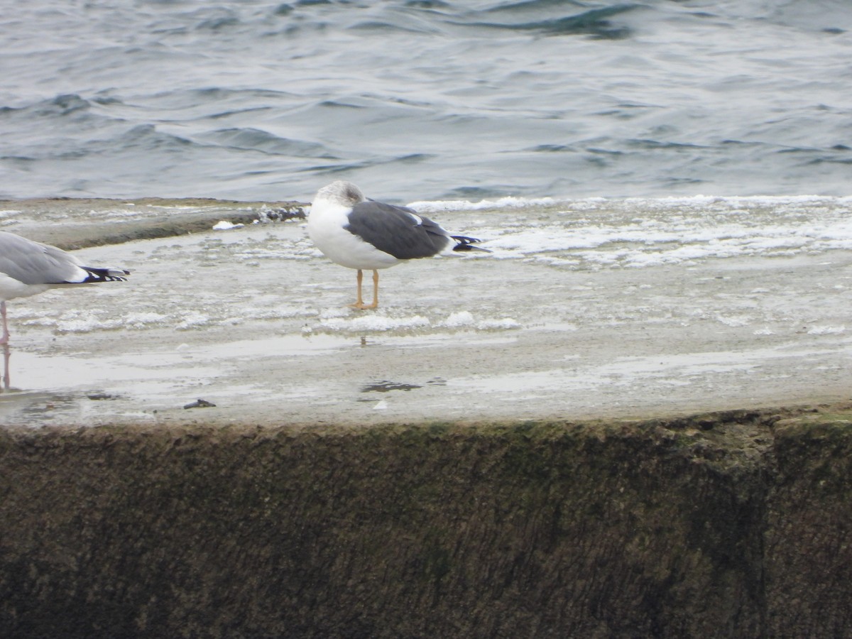 Lesser Black-backed Gull - ML613249046