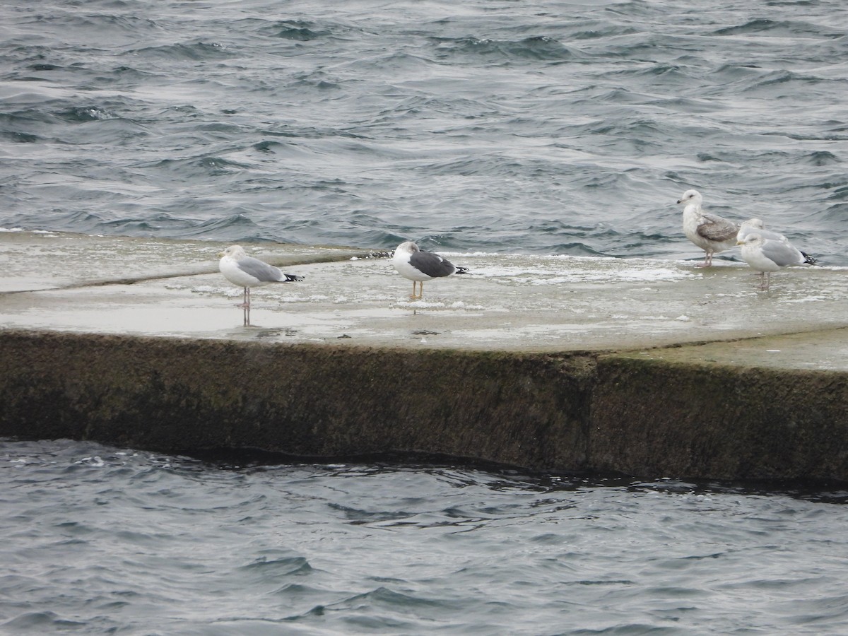 Lesser Black-backed Gull - ML613249047