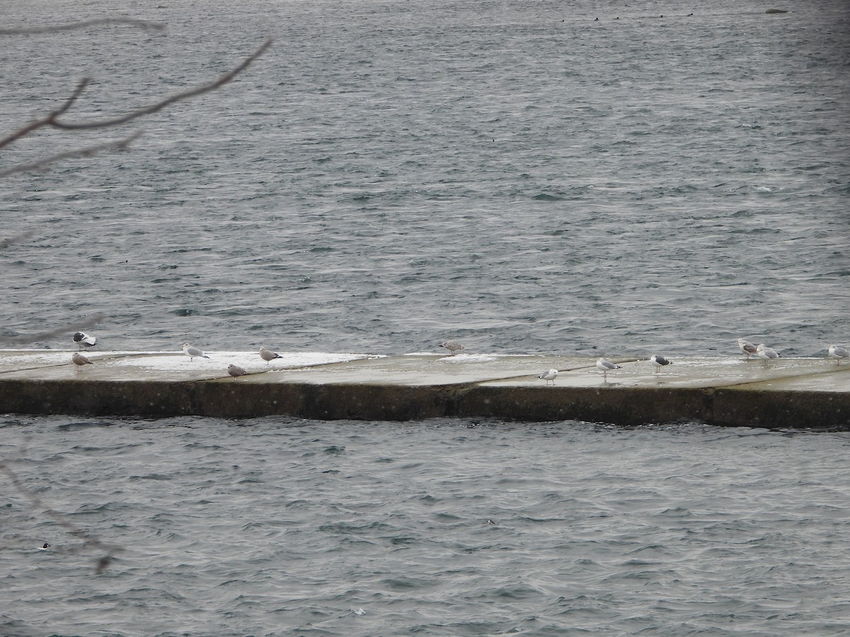 Lesser Black-backed Gull - ML613249048