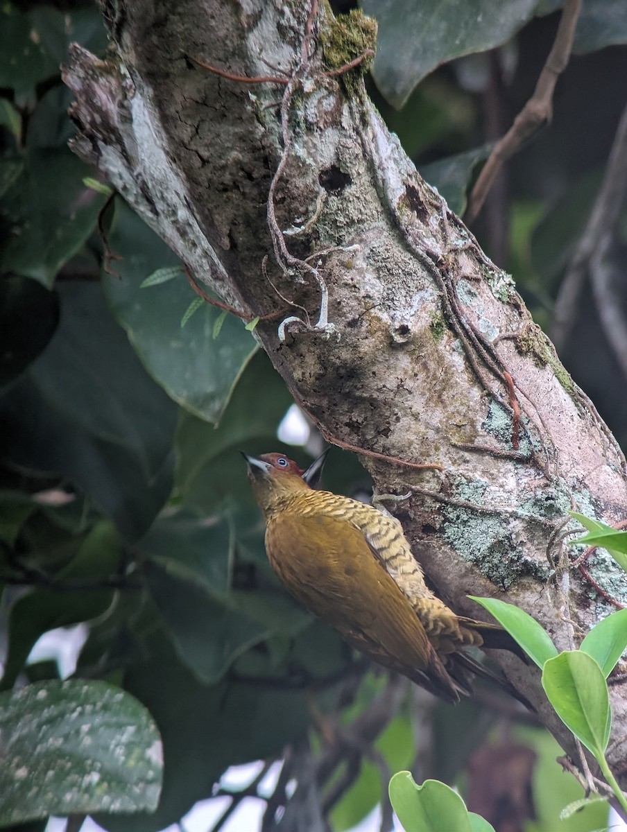 Rufous-winged Woodpecker - ML613249055