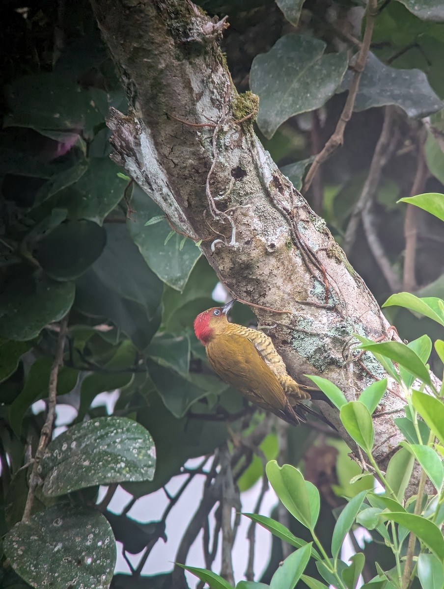 Rufous-winged Woodpecker - ML613249056