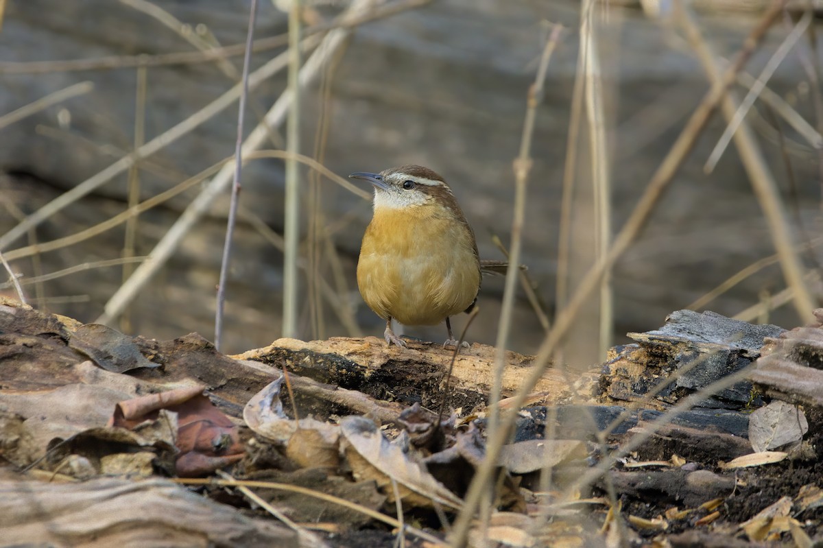 Carolina Wren - Brennan Roy