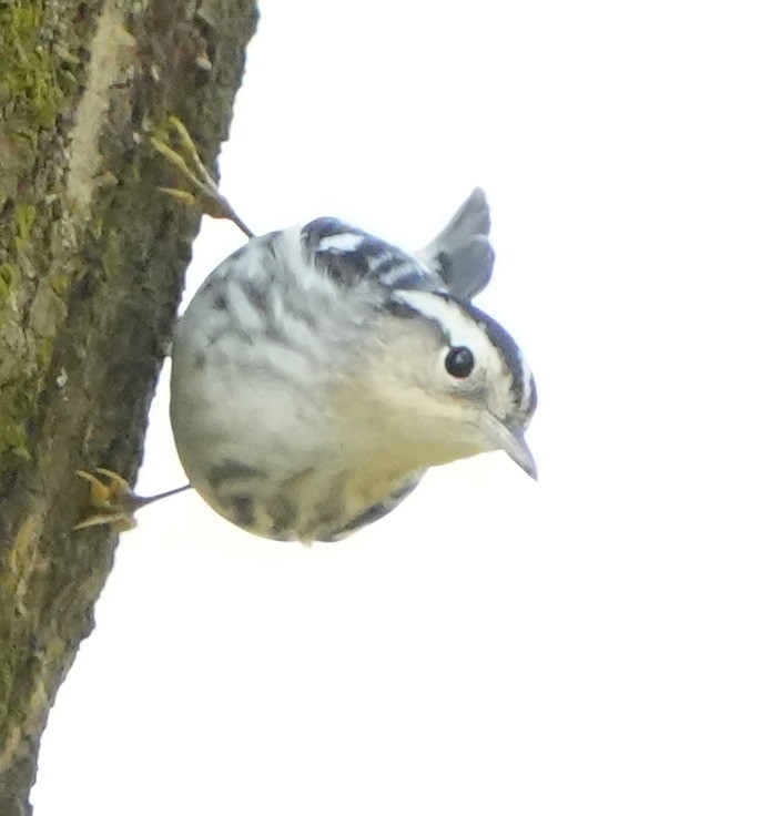 Black-and-white Warbler - ML613249171