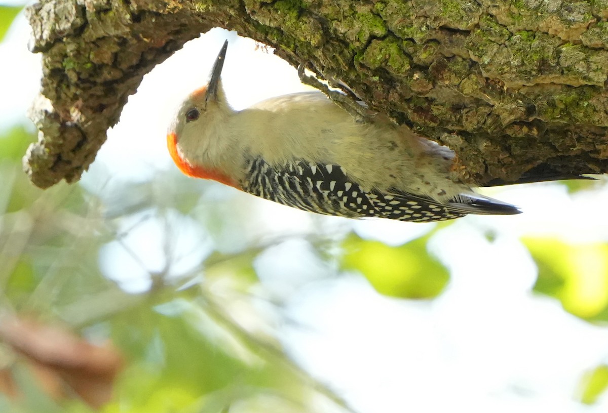 Red-bellied Woodpecker - ML613249192