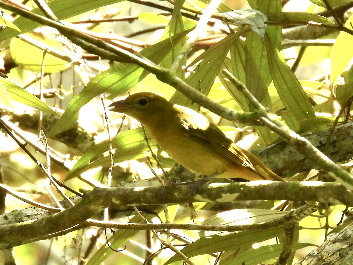 Summer Tanager - Margaret Mackenzie