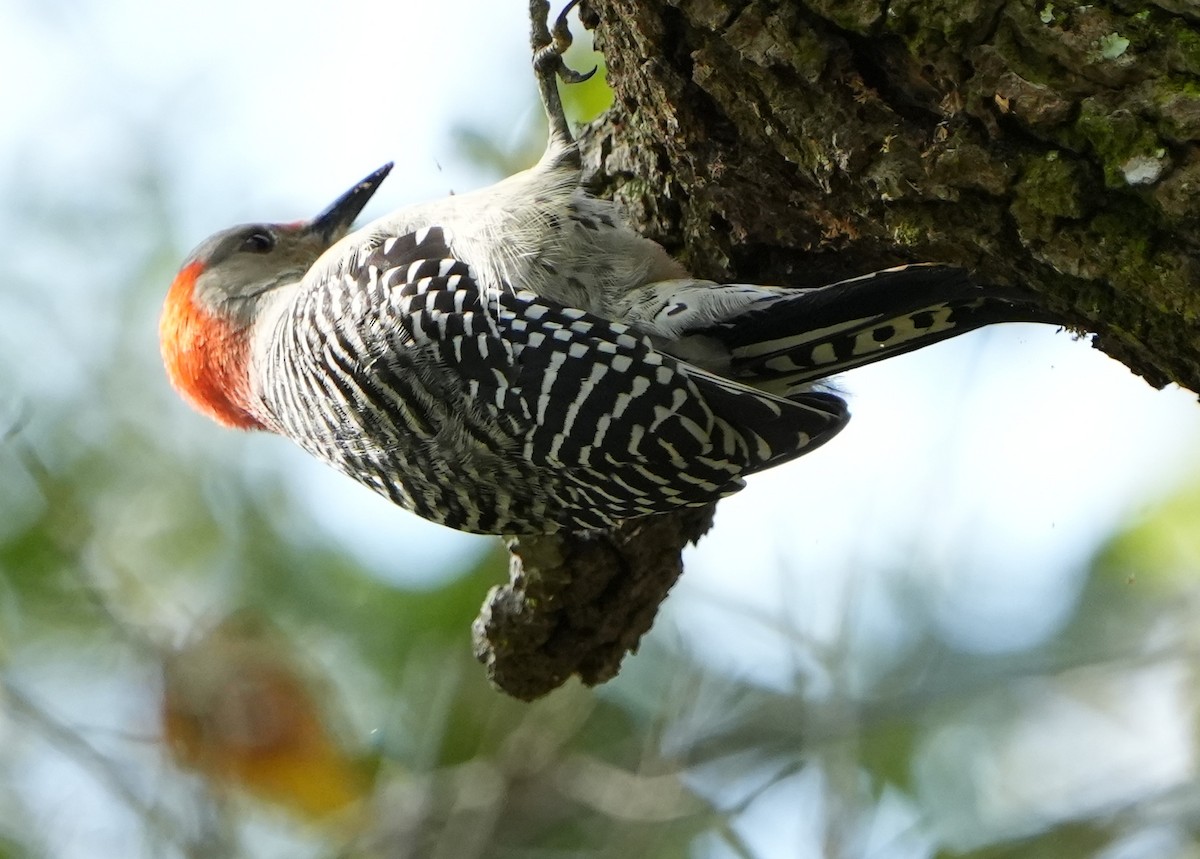 Red-bellied Woodpecker - ML613249216