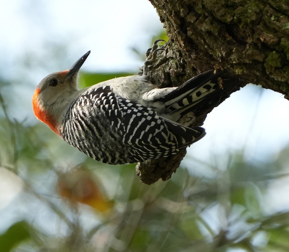 Red-bellied Woodpecker - ML613249227