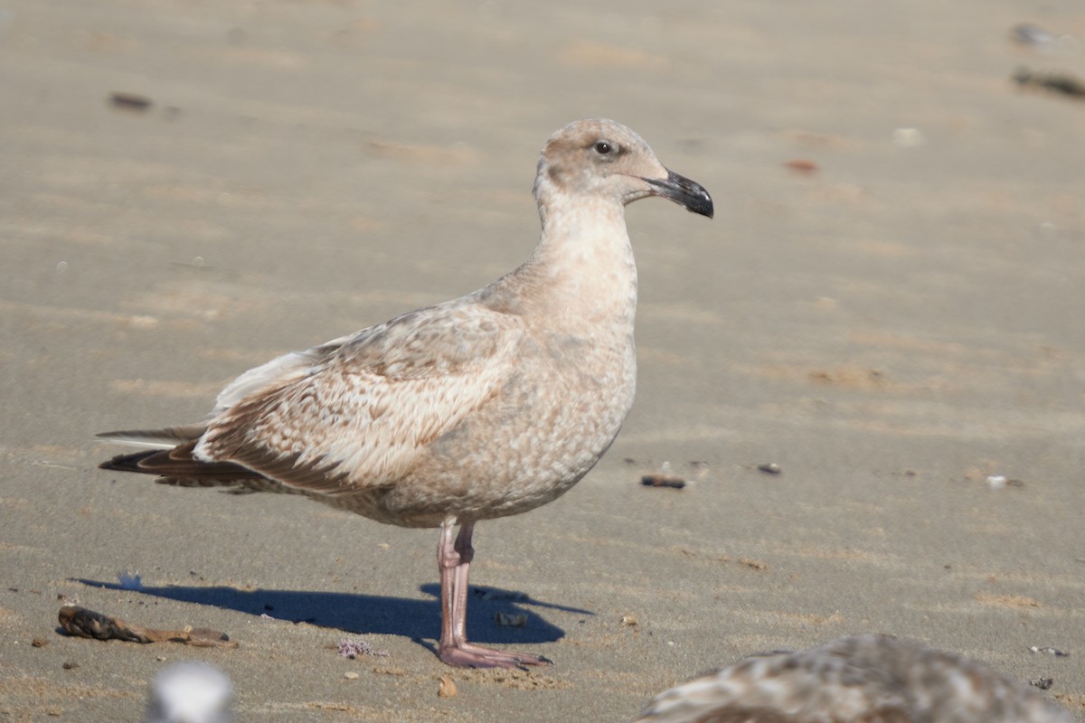 Western x Glaucous-winged Gull (hybrid) - ML613249234