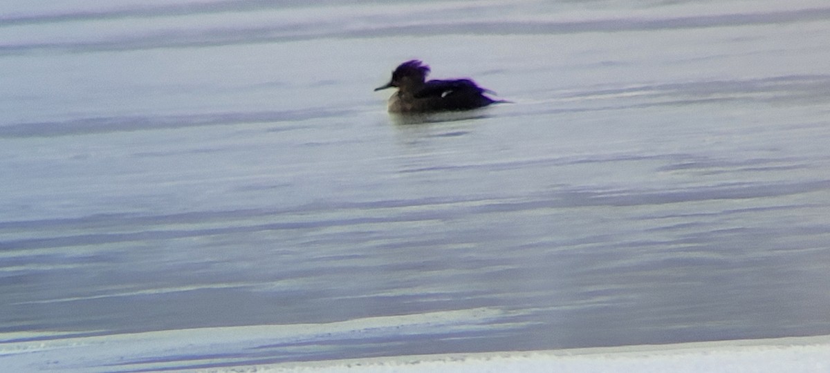 Hooded Merganser - ML613249255