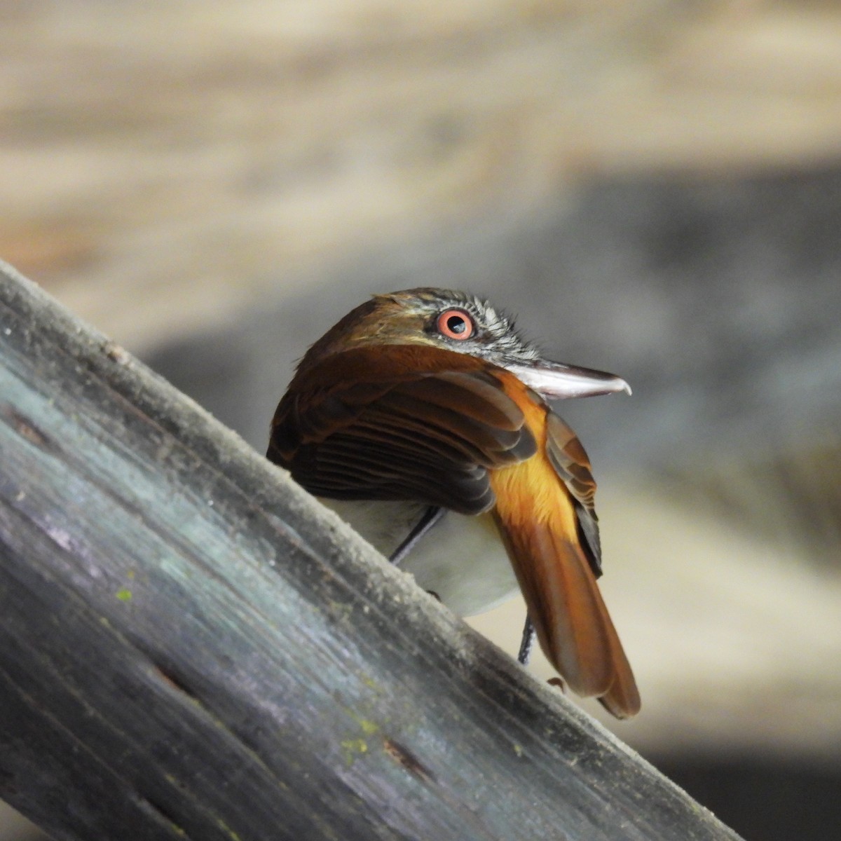 Bright-rumped Attila - Seth Halman