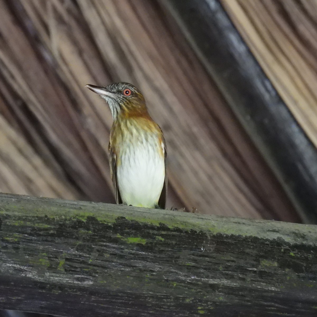 Bright-rumped Attila - Seth Halman