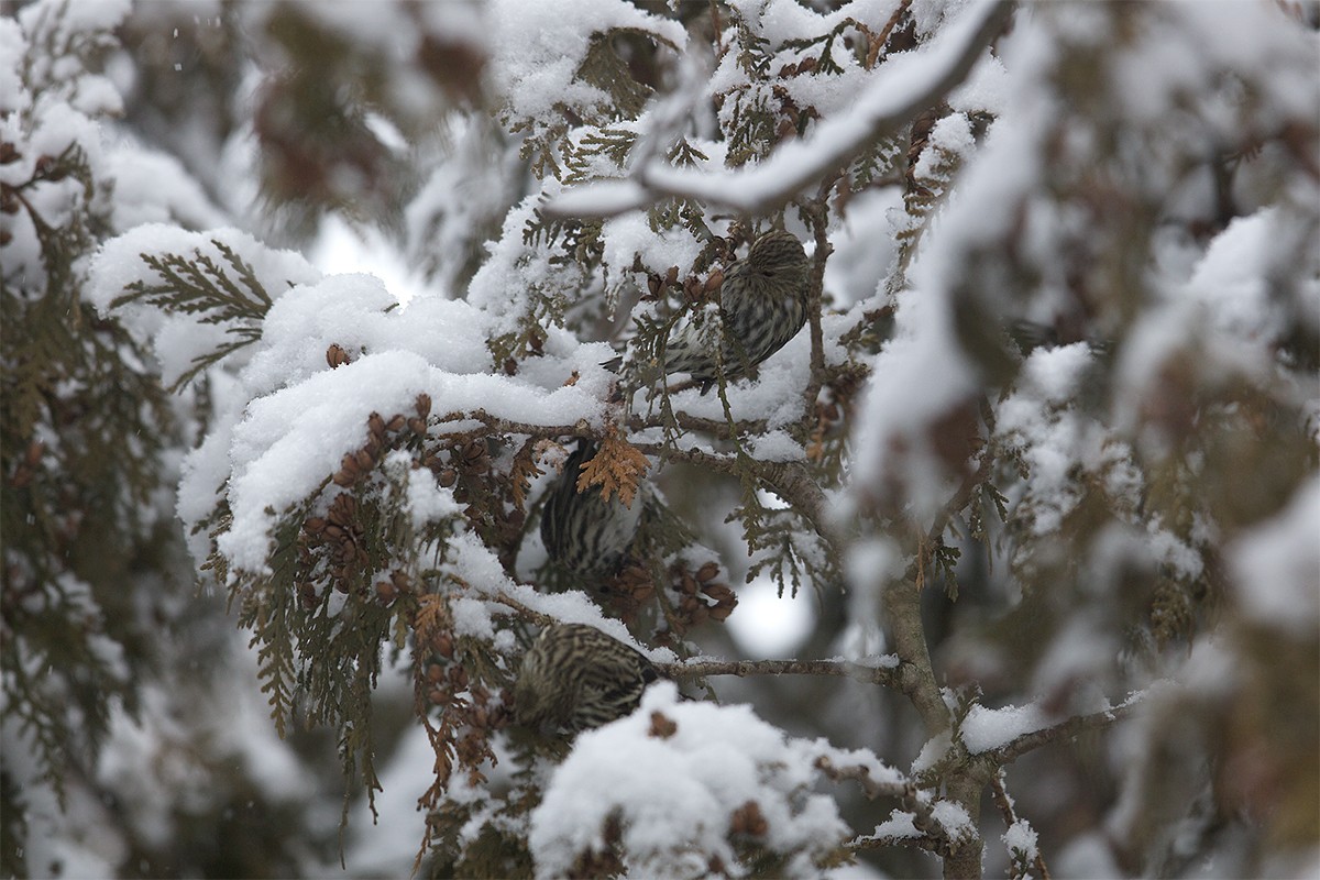 Pine Siskin - ML613249368